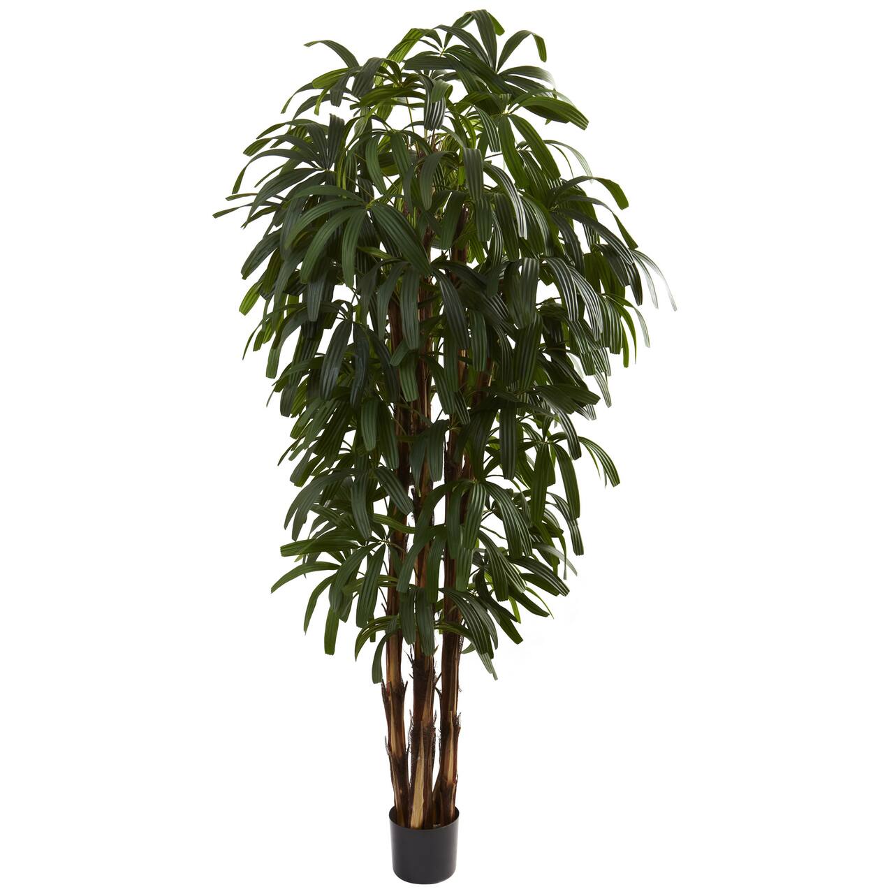 6ft. Potted Green Raphis Palm Tree